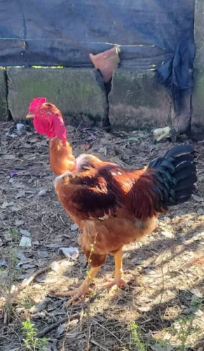 Frango