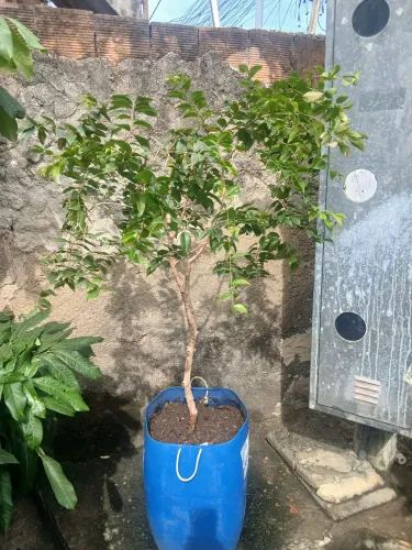 Jabuticabeira híbrida produzindo