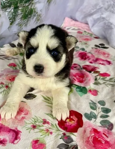 Filhotes de Husky Siberiano | Amigo que só quer te ver feliz.