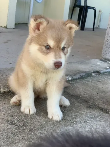 Husky Siberiano 