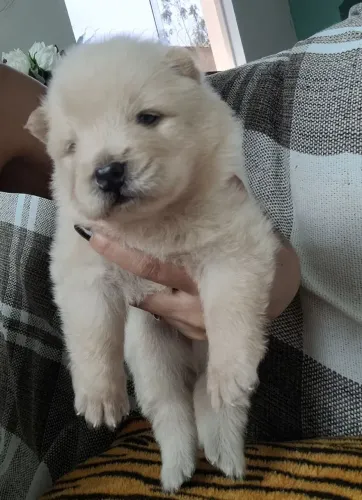 Lindos filhotes chow chow