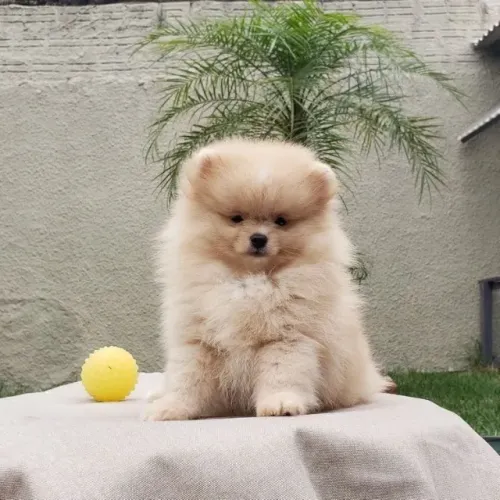 Filhote de Spitz Alemão Com Muito Charme e Fofura