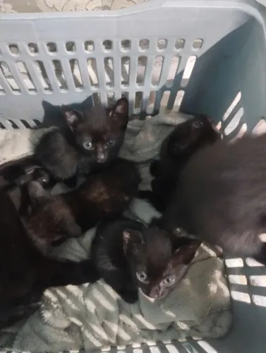 Doando gatinhos