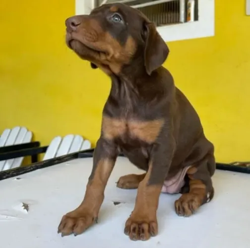 Doberman