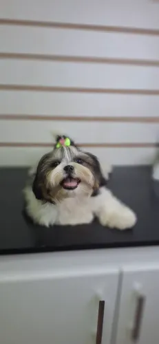 SHIH-TZU FÊMEA