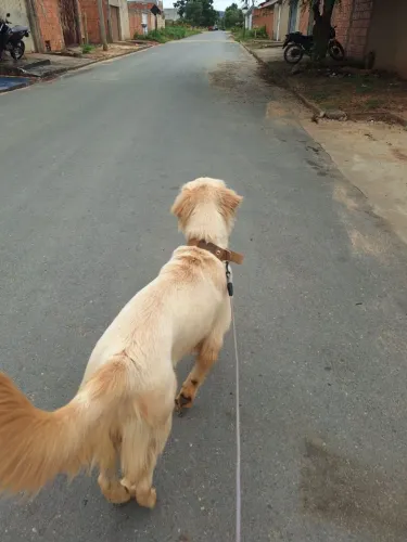 Golden retriever 1 ano