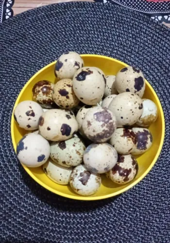 Ovos de codorna galados 