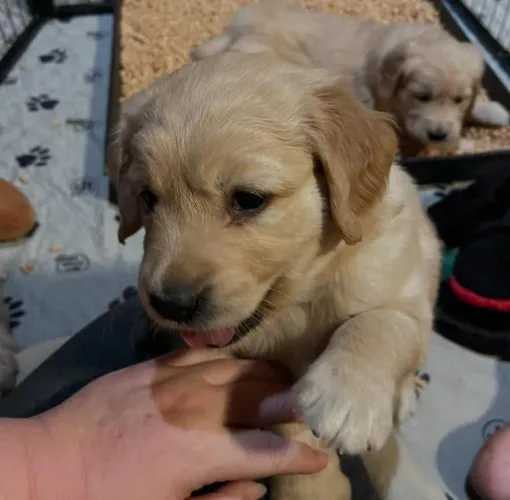 Filhote Golden Retriever, ganhe amor para sempre!