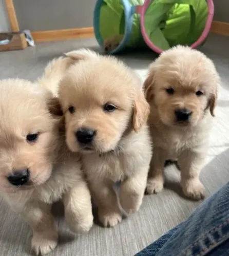 Golden Retriever Filhotes Maravilhosos Exemplares. 