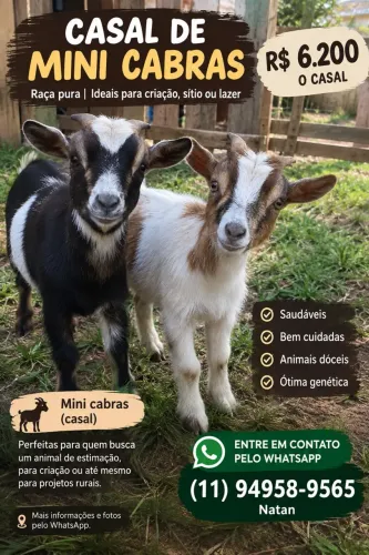 VENDE-SE MINI CABRAS