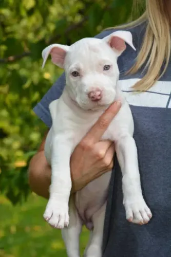 ? Seu Novo American Bully Espera por Você | Filhotes Disponíveis
