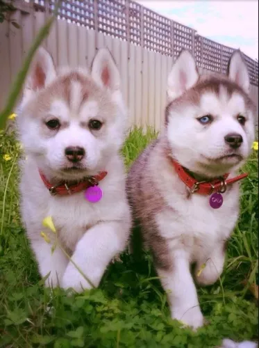Huksy siberiano - procedência com pedigree grátis .