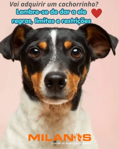 Psicólogo de cães