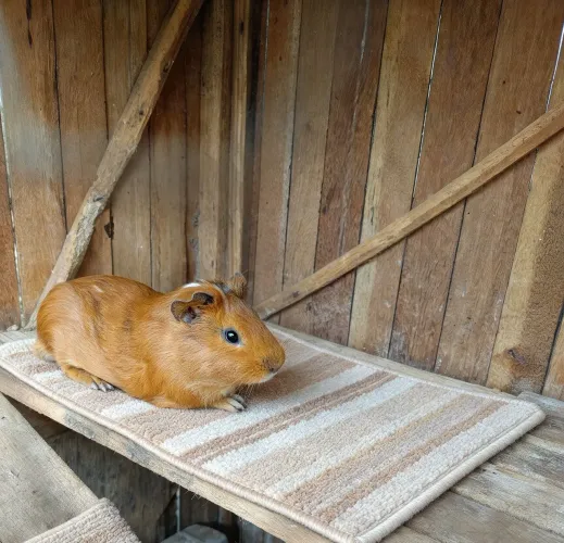 Porquinho macho