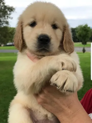 Filhotes de Golden Retriever | Filhotes de puro amor!