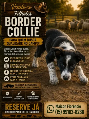 Vende-se Filhote de Border Collie