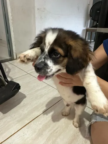 Vende-se cachorro