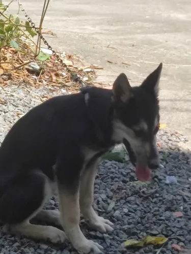 Vendo filhote de Rusk siberiana fêmea