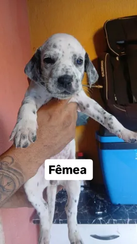Vendo filhotes de dálmata puro