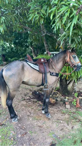 Vendo sela para cavalo nova completa 3 meses de uso,15 polegada