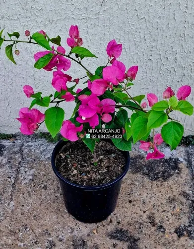 Vendemos plantas ornamentais