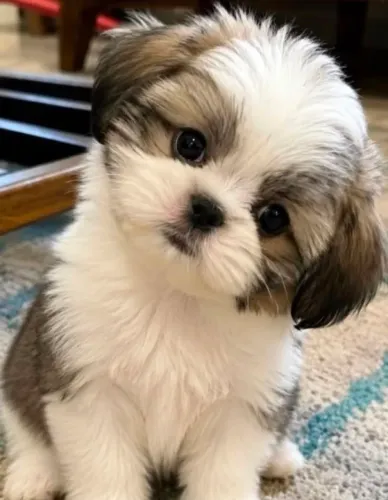 Shih Tzu Filhotinho com tudo para virar o queridinho