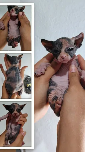 Gato Sphynx,O gato sem pêlos