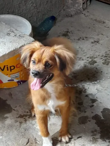 Vendo Filhote Shirtzu com Poodle