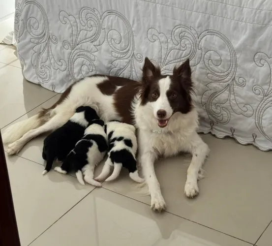 Border Collie: Clássico, Bicolor, Tricolor e Merle (Machos)