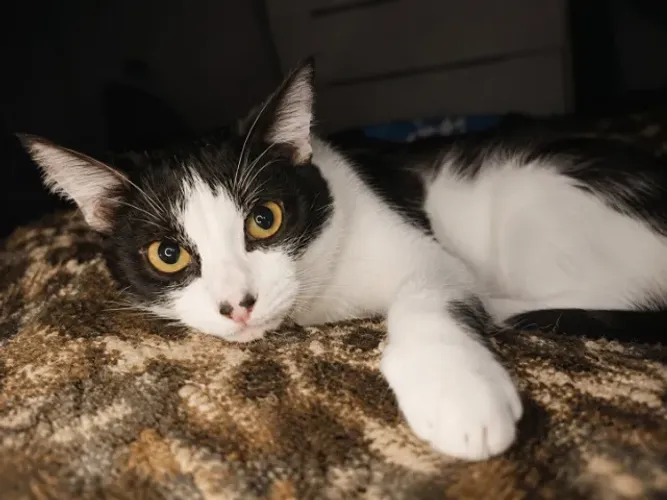 Gato para adoção
