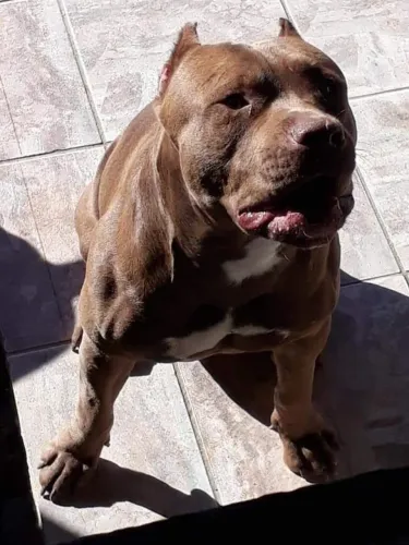 Algum tem cachorro porte grande pra doação to ah procura