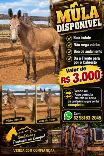 Mula / Burro 