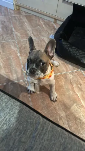 Bulldog Francês 