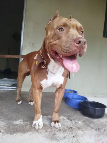 Vende se Pit Monster