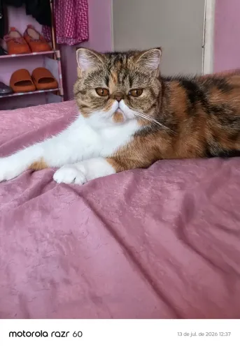 Gata persa shorthair