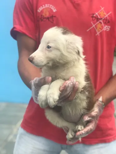 Border collie - Filhotes Criados com Amor, Responsabilidade e Qualidade