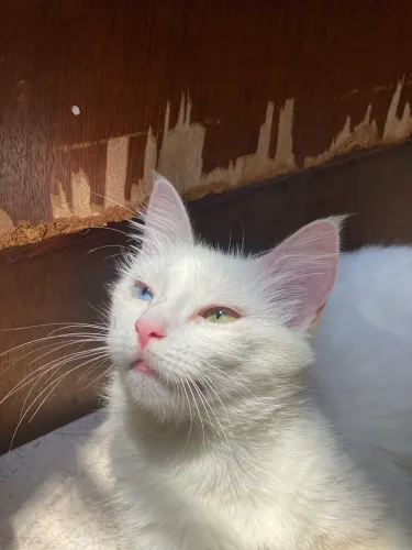 Gatinha filhote albina para doação