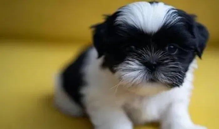 Shih Tzu Um pequeno amigo para fazer parte da família