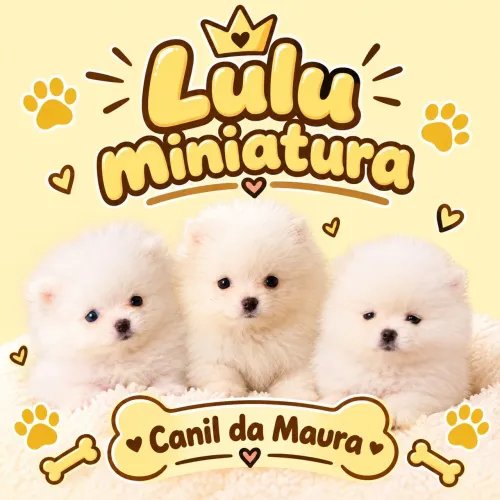 Vendo lindos bebês Lulu da Pomerânia