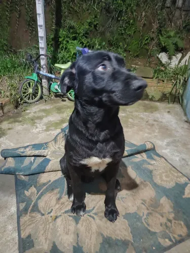 Doa se cachorro porte grande 