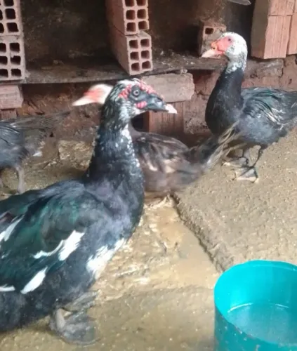 Vende se patos e patas