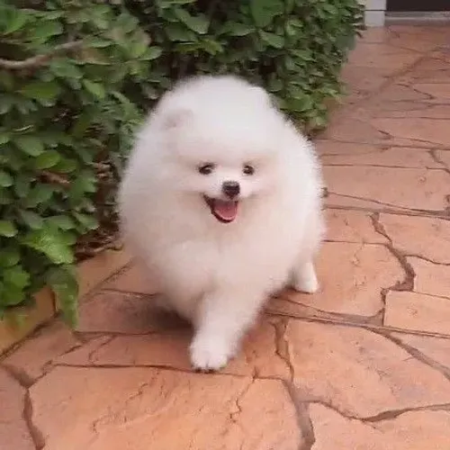 Lulu da Pomerânia fofo