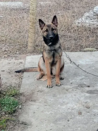 Vendo pastor malinois fêmea 6 meses