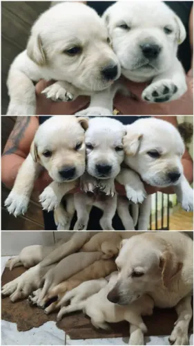 Labrador Retriever