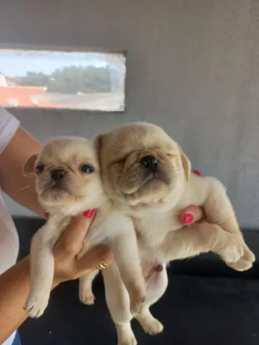 Filhotes fêmeas de pug