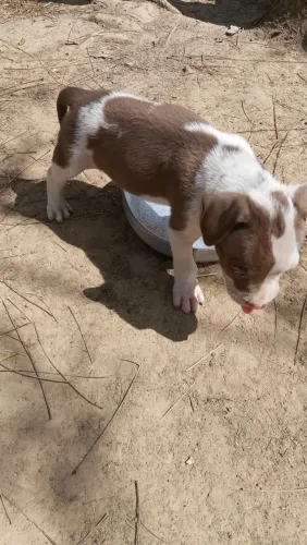 Filhote de Pitbull disponível