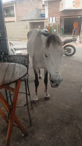 Garanhão José
