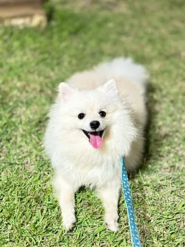 MACHO SPITZ ALEMÃO PRA CRUZA 