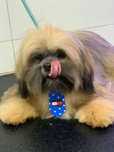 Vendesse cachorro