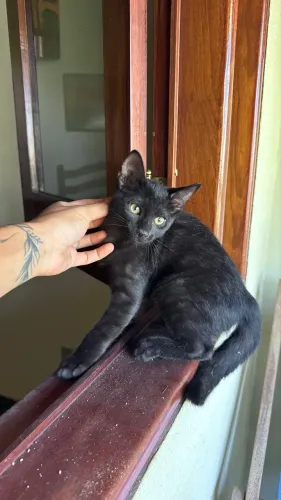 Gatinho pra adoção responsável